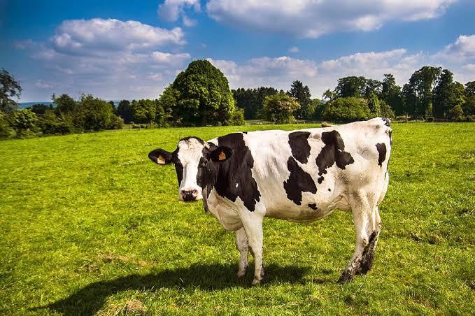 Is it legal to have a moo cow as a pet?