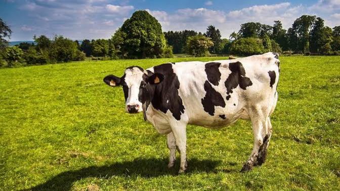 Is it legal to have a moo cow as a pet?
