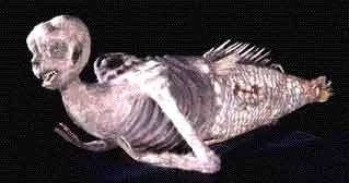 Do you belive in existence of mermaids?