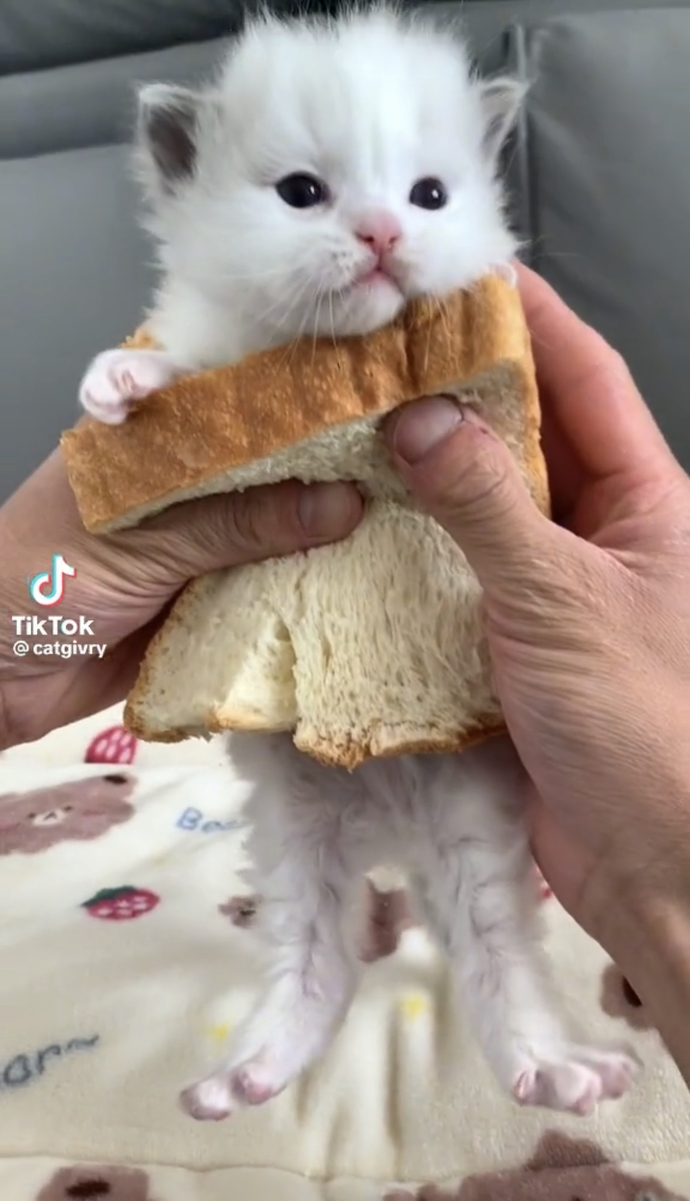 Would you ever try a cat sandwich?