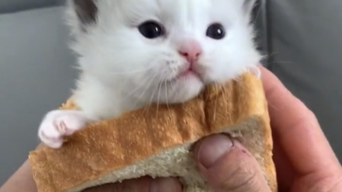 Would you ever try a cat sandwich?