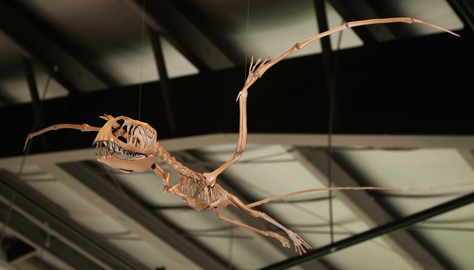 Did dragons ever exist?