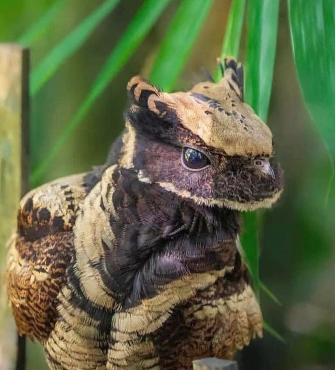 Did dragons ever exist?