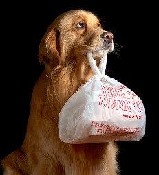 When you eat out at a restaurant do you normally finish your food or do you often get doggie bags?
