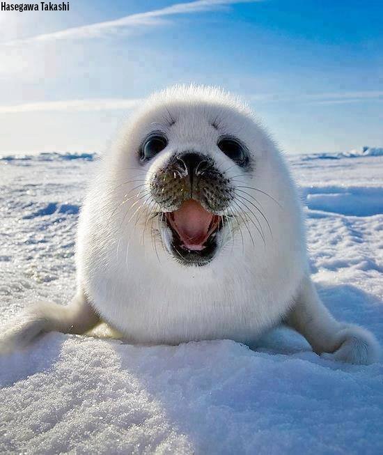 Did you ever wonder what a seal pup sounds like?