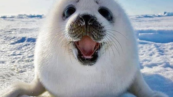 Did you ever wonder what a seal pup sounds like?