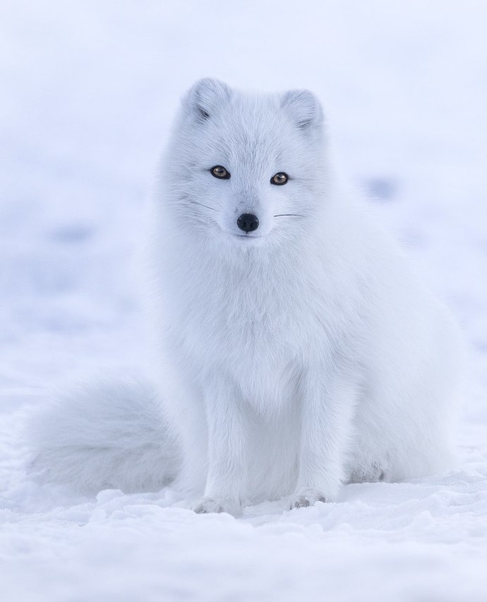 Can anyone tell me the name of this furry outfit? what is your name?