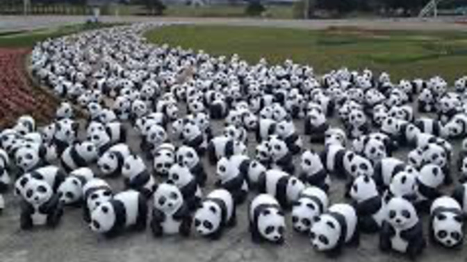 What would you do if an army of pandas started cashing you?