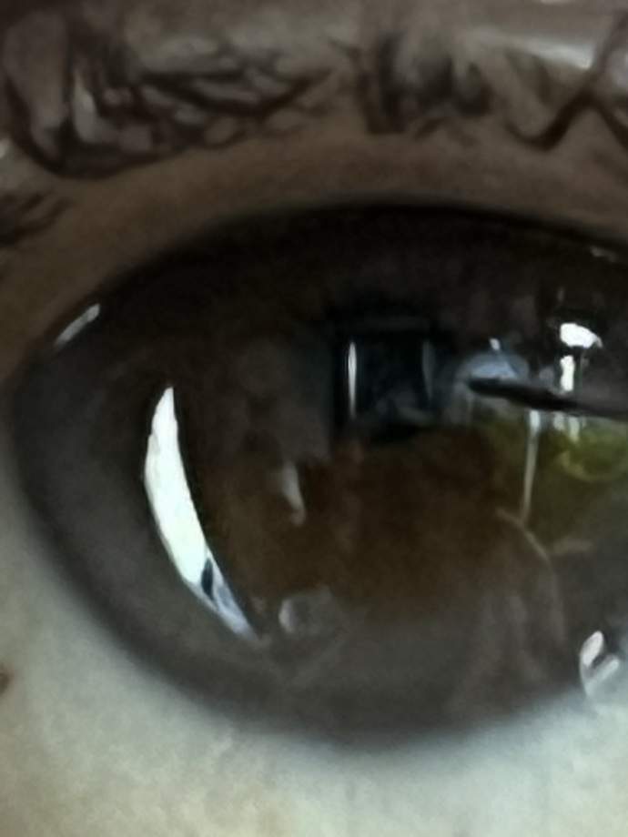 What's your eye color?