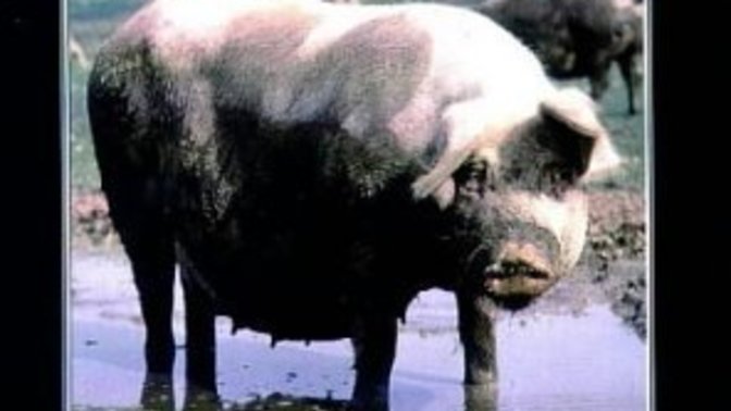 So if men are pigs what does that make women?