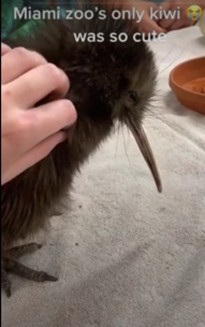 Miami Zoo have encounters with a Kiwi an endangered NZ species, what do you think?