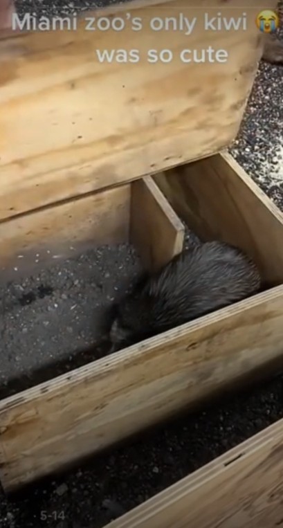 Miami Zoo have encounters with a Kiwi an endangered NZ species, what do you think?