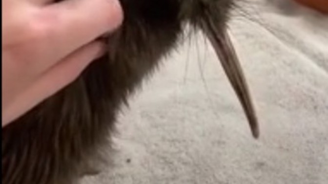 Miami Zoo have encounters with a Kiwi an endangered NZ species, what do you think?