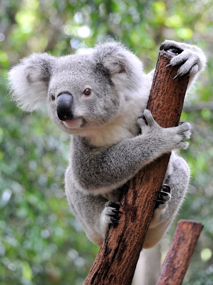 What are you’re guys opinions on Australia and how we act?