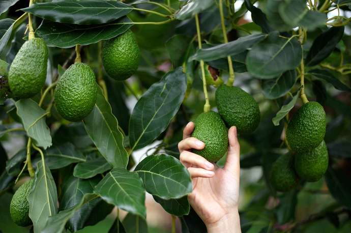 Do you like avocado? why/why not?