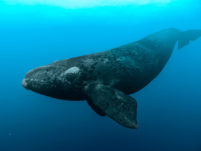 Are whales, seals or manatees your favorite marine mammals?
