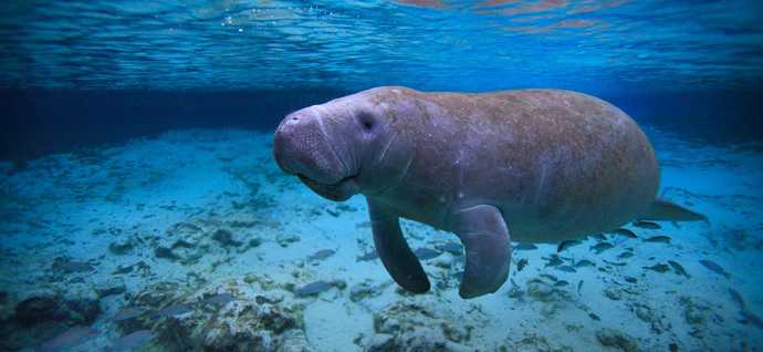 Are whales, seals or manatees your favorite marine mammals?