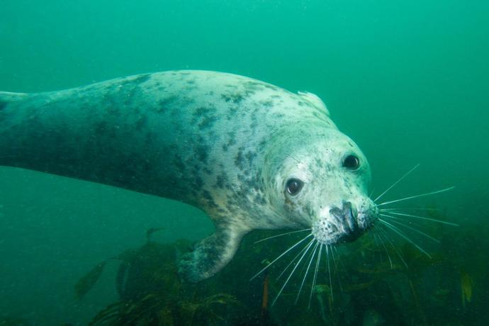 Are whales, seals or manatees your favorite marine mammals?