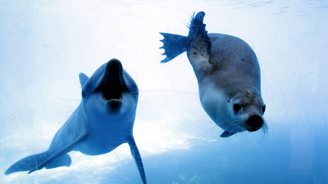Are whales, seals or manatees your favorite marine mammals?