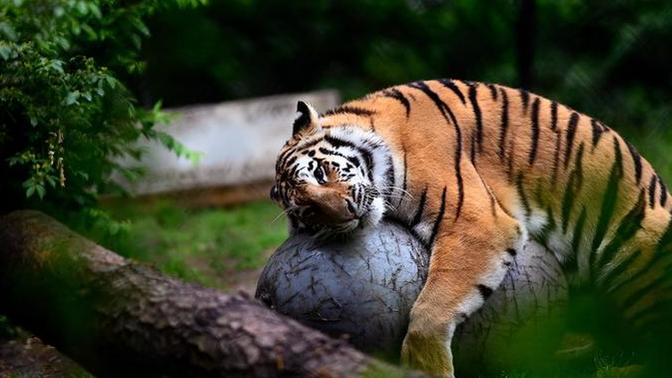 Do you support "open air wildlife" parks?