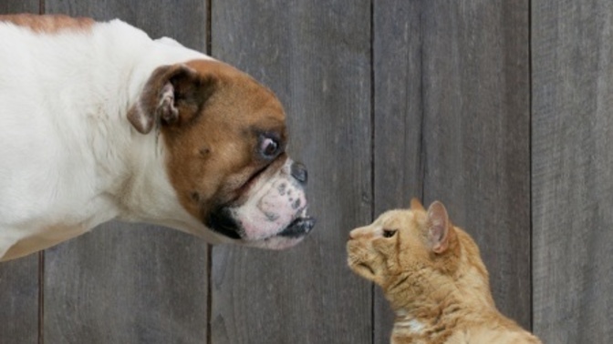 Are you a “cat” or a “dog” in your relationship?