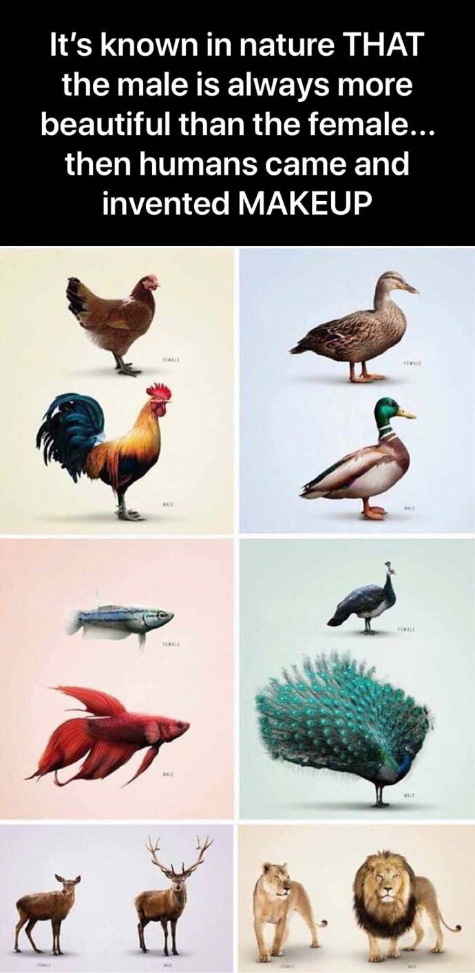 With most animals the males are the more beautiful of the two genders. Is it suppose to be this way with humans to?