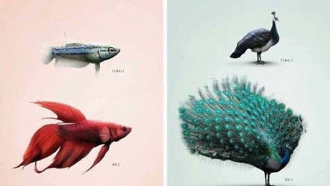With most animals the males are the more beautiful of the two genders. Is it suppose to be this way with humans to?