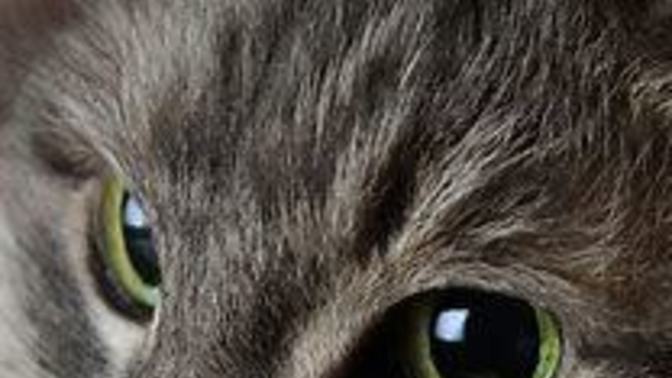 If you don't like Cats... what is it about them you don't like?