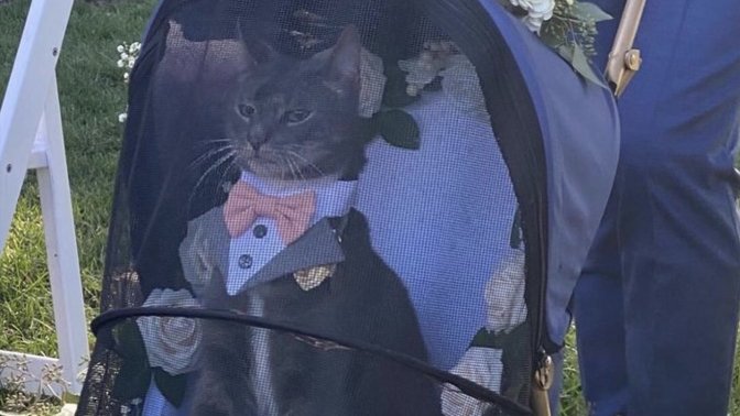 What do you think of this cat’s look?