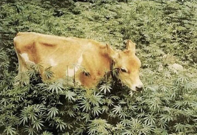 Is it ok to raise beef on weed or are the steaks too high?