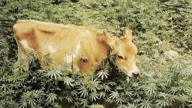 Is it ok to raise beef on weed or are the steaks too high?