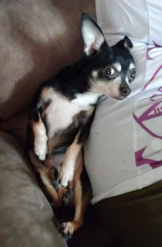 Does anyone else have a dog that sleeps like this?