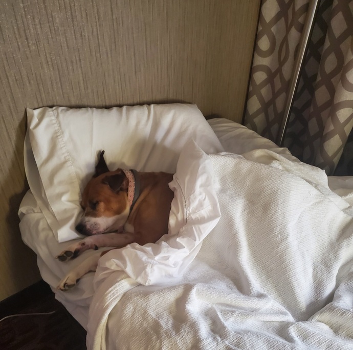 Does anyone else have a dog that sleeps like this?