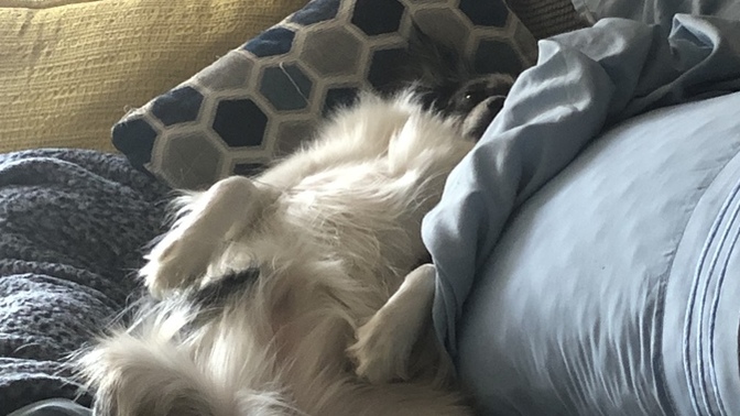 Does anyone else have a dog that sleeps like this?