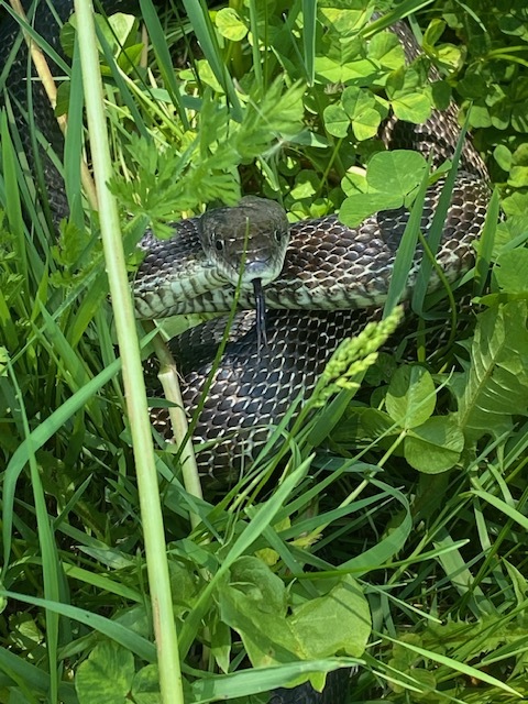 Gray Rat Snake (Pantherophis spiloides) ~1.37 m (4.5 ft) - Threatened/Endangered in two Canadian populations.