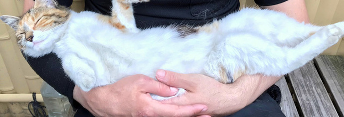 Have you ever fired your cat like a gun?