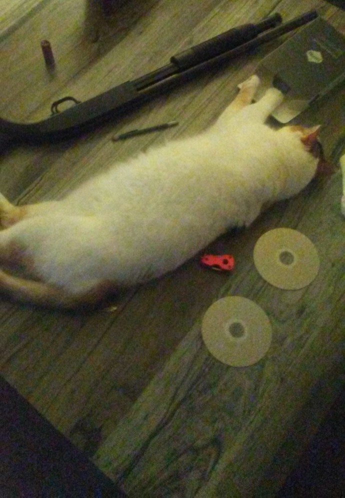 Have you ever fired your cat like a gun?