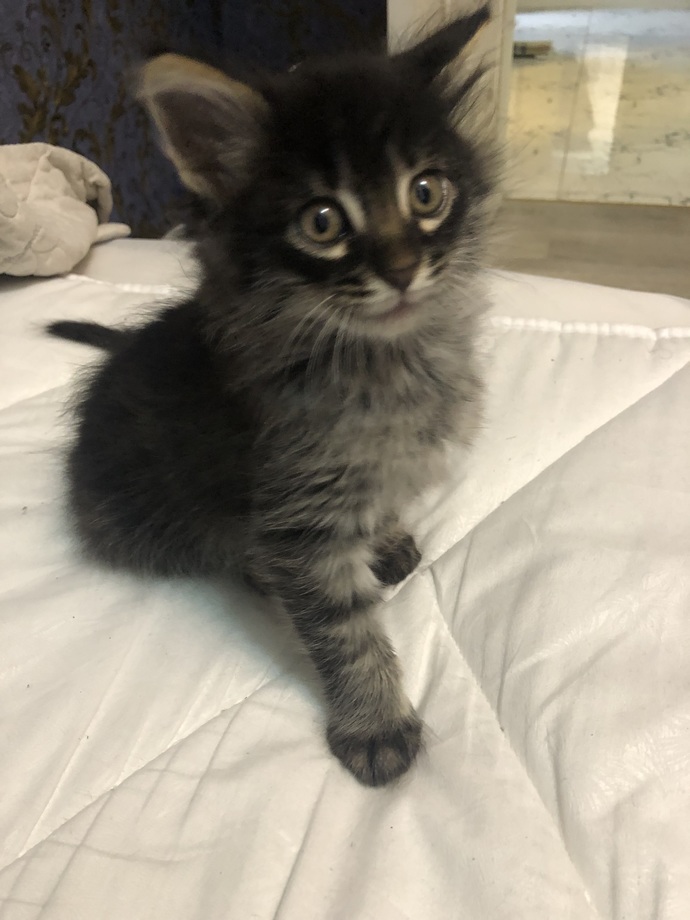I want to know what breed this cat is, can anyone help?