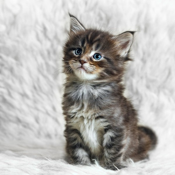 I want to know what breed this cat is, can anyone help?