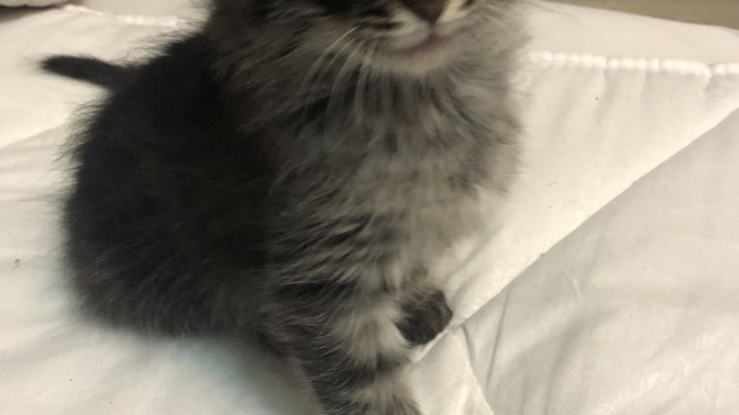 I want to know what breed this cat is, can anyone help?