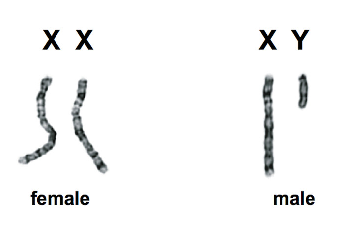 There is no man nor no women either we all are gender neutral?