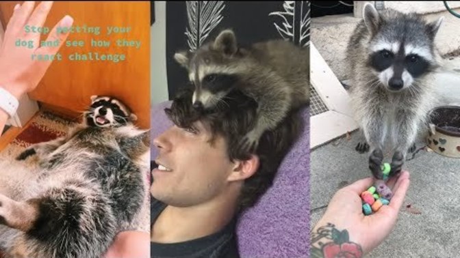 What do you think of Raccoons?