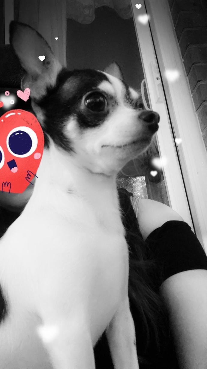 Are you a dog person or a cat person and why?