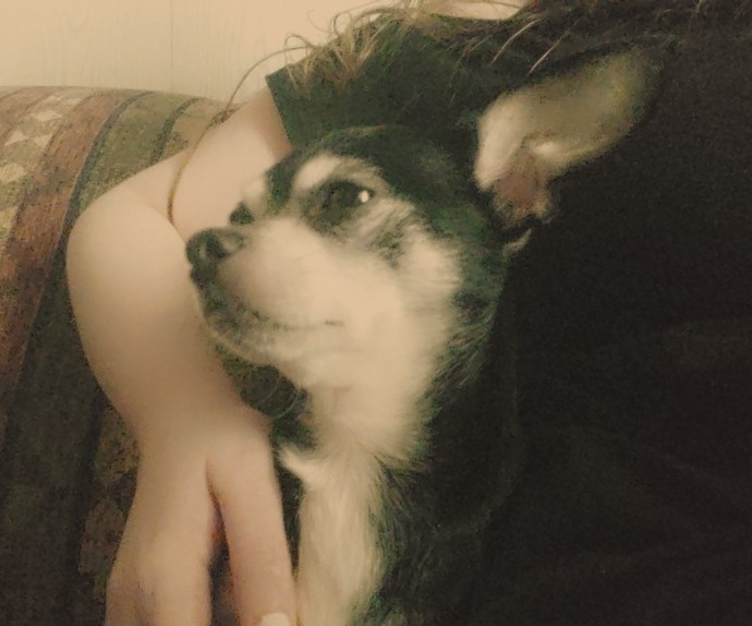 Are you a dog person or a cat person and why?