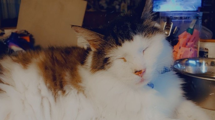 Are you a dog person or a cat person and why?