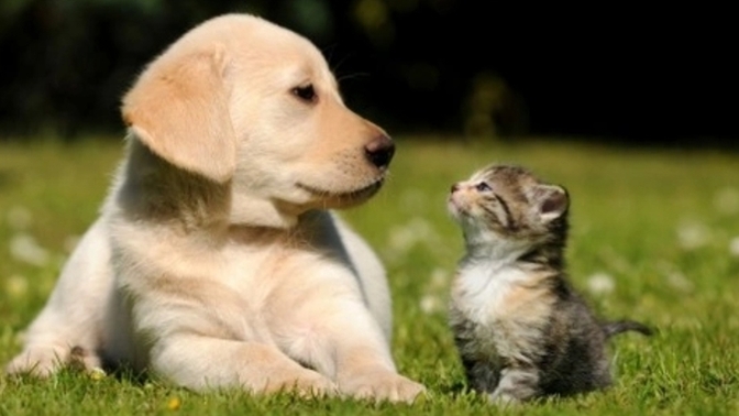 Are you a dog person or a cat person and why?