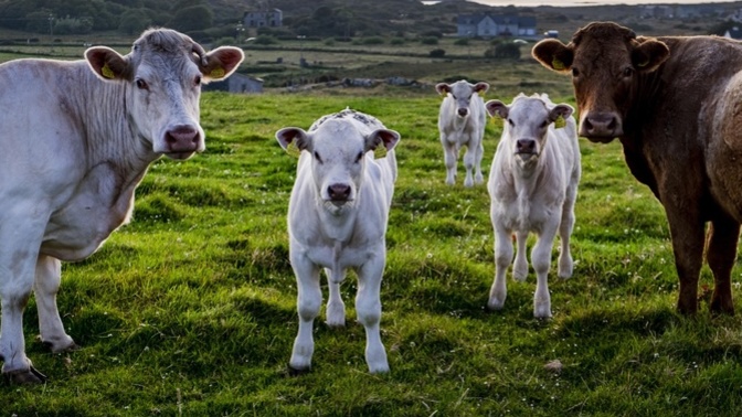 Should Ireland massacre 200,000 dairy cows to reduce their methane emissions?