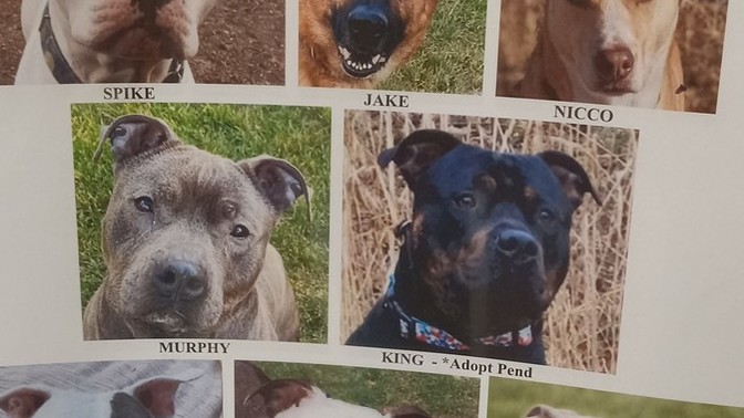 Would you adopt one of these pets?