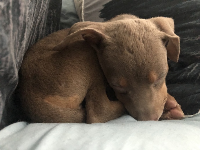 What dog breed mix do you think this is?