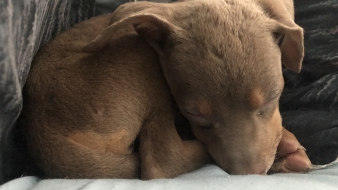 What dog breed mix do you think this is?